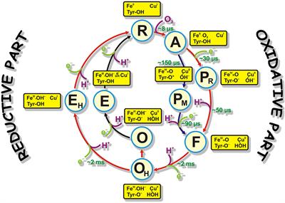 Comparison Between O and OH Intermediates of Cytochrome c Oxidase Studied by FTIR Spectroscopy